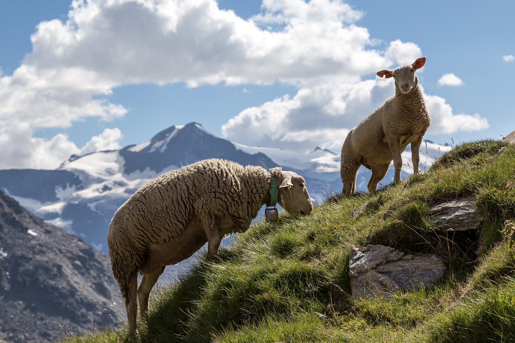 Schafe vor dem L'Albaron - am Refuge du Carro.
