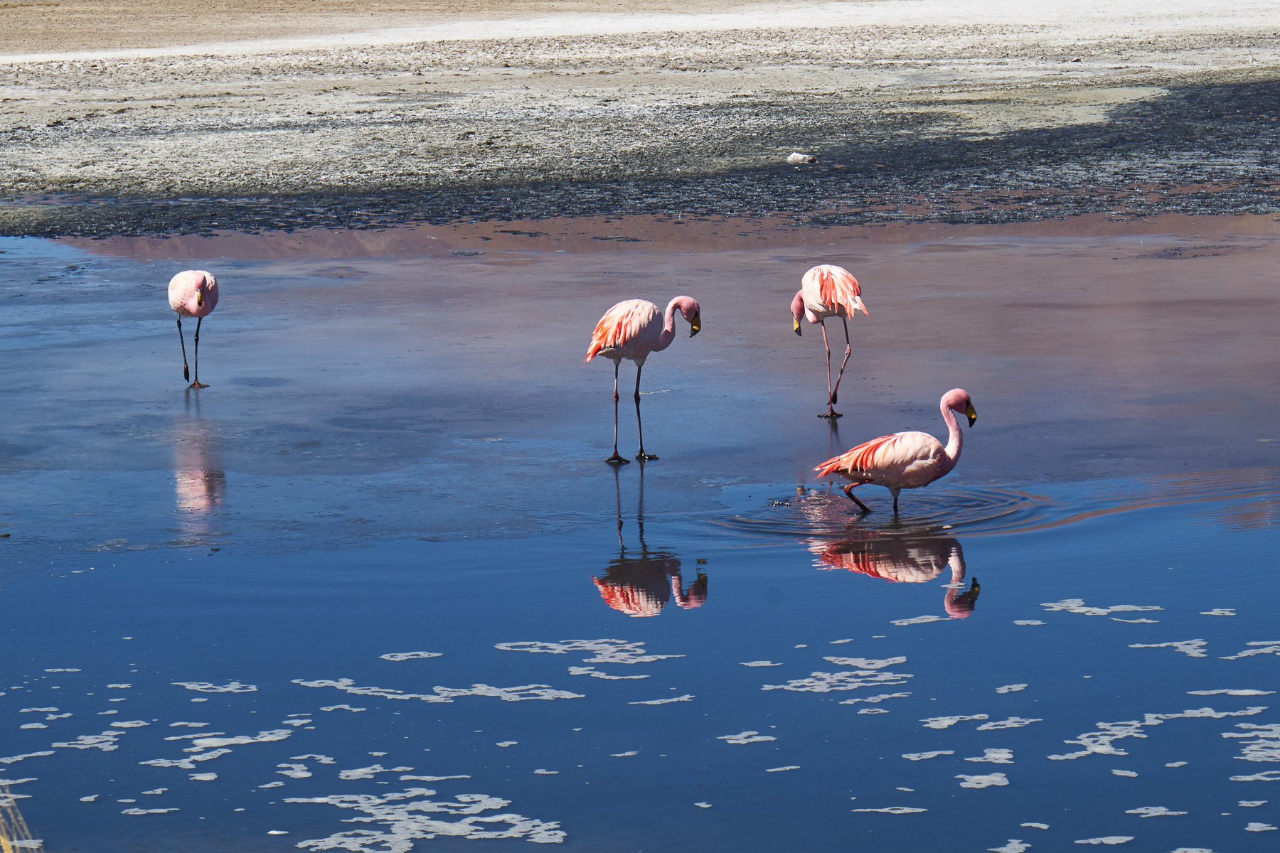 Der erste Flamingo geht baden.