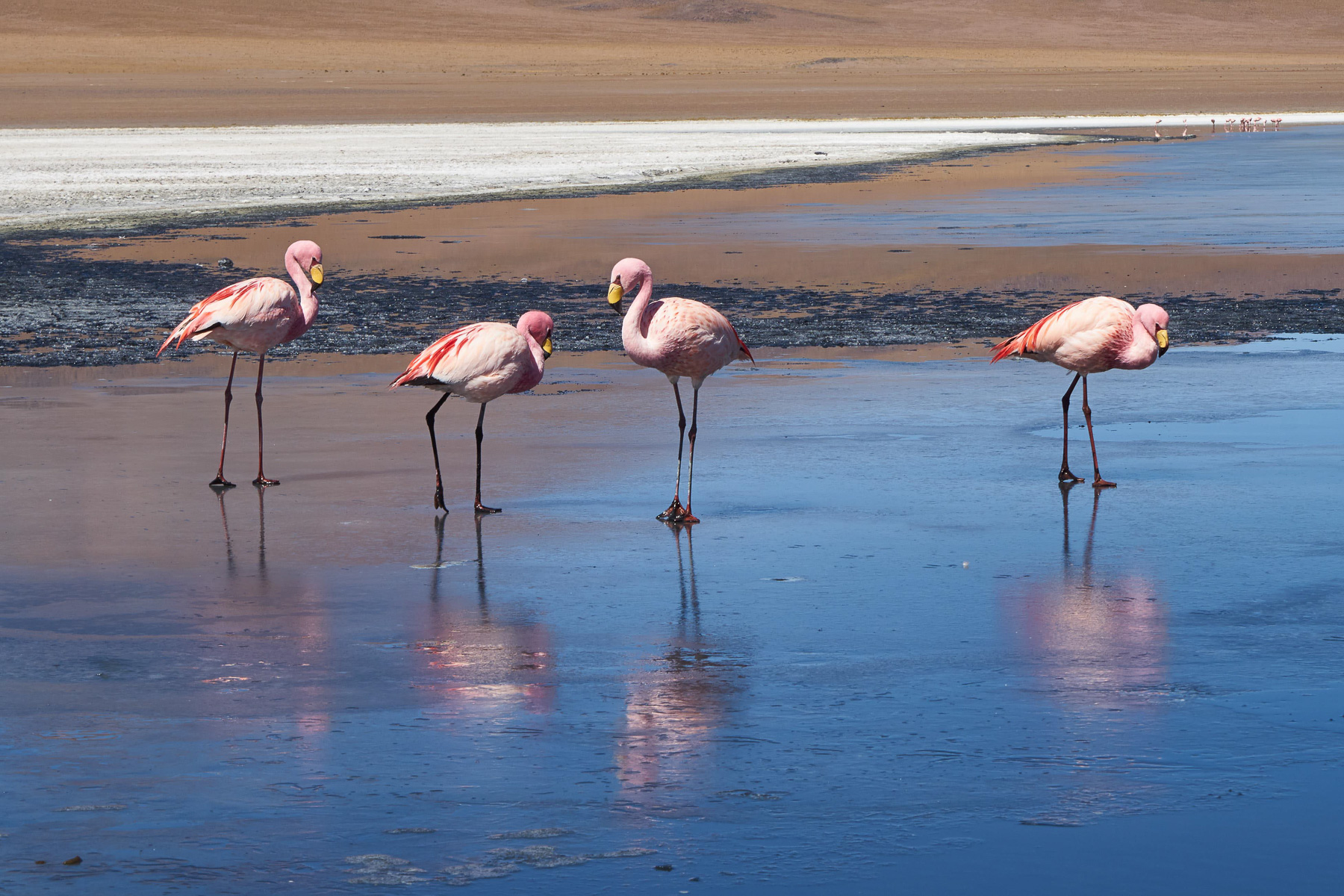 Morgens ist das Wasser noch hart gefroren und die Flamingos scheinen zu frieren.