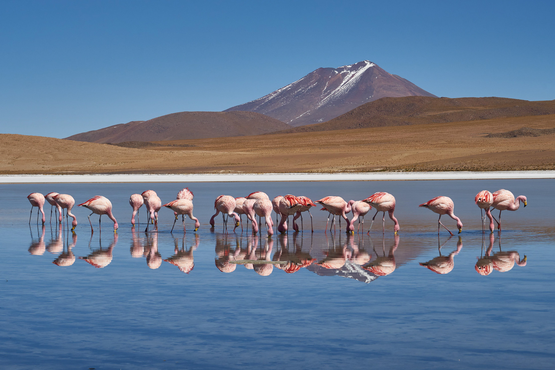 Flamingos vor dem Cerro Araral.