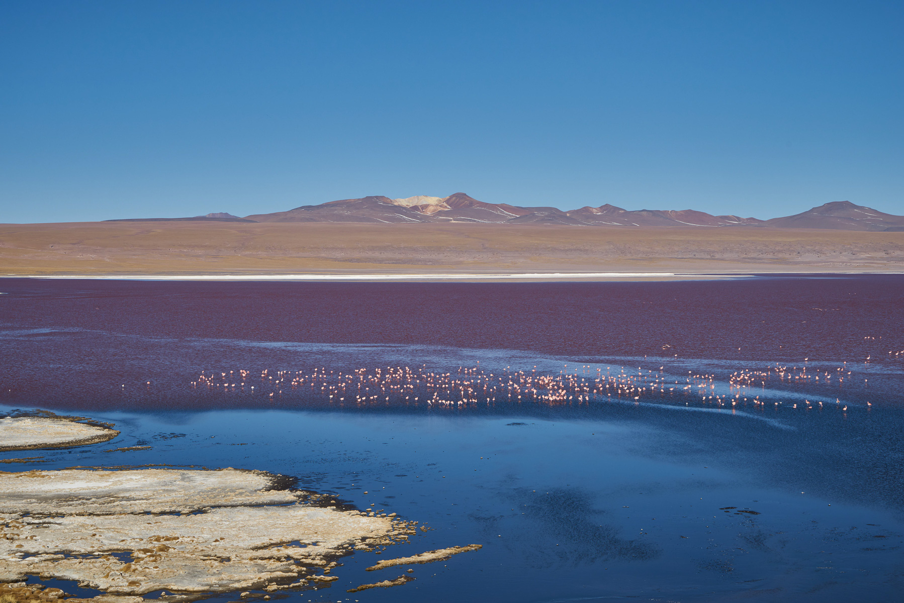 Ein durch Algen rotgefärbter See mit unendlich vielen Flamingos.