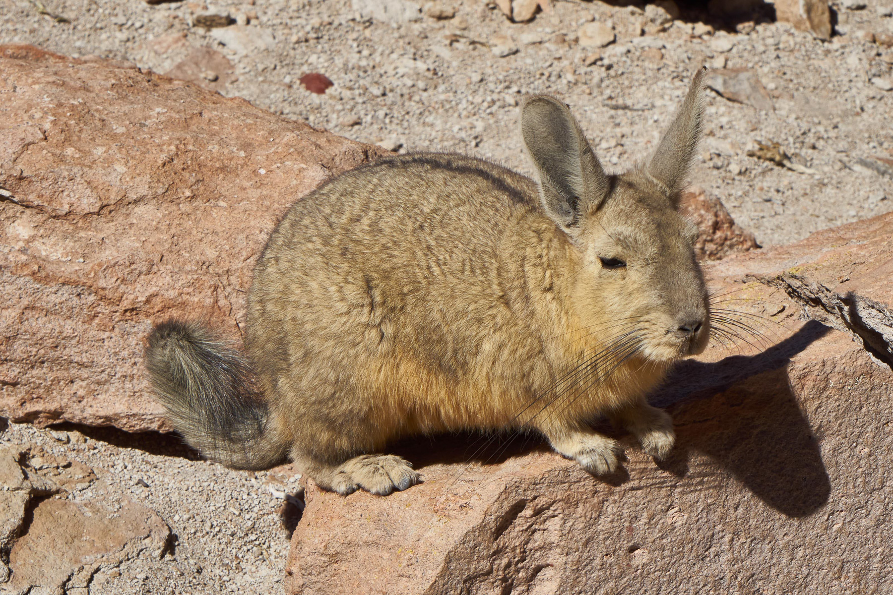 Das bolivianische Murmeltier: Eine Mischung aus Hase, Murmeltier und Känguru. Es gehört zur Familie der Chincillas.