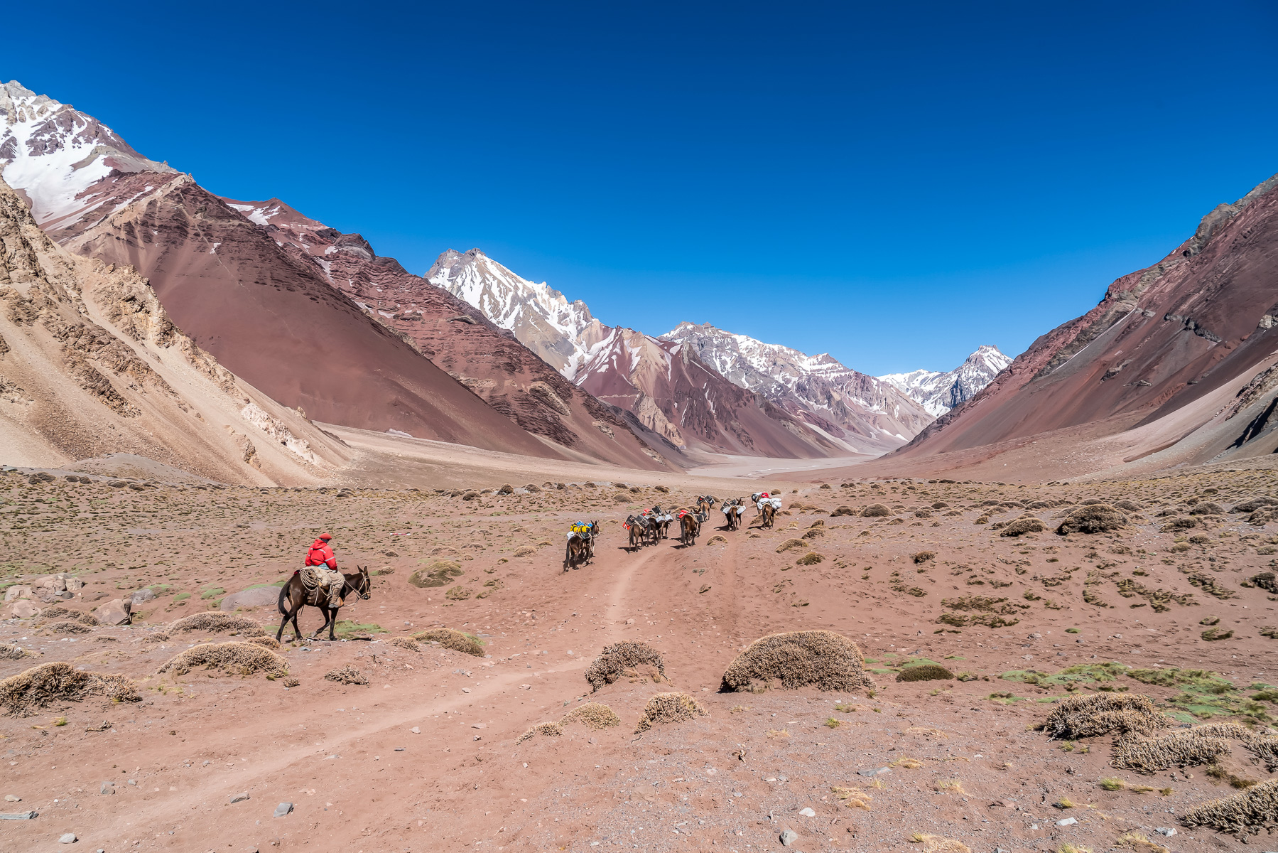 DIe Mulis laufen uns voraus.