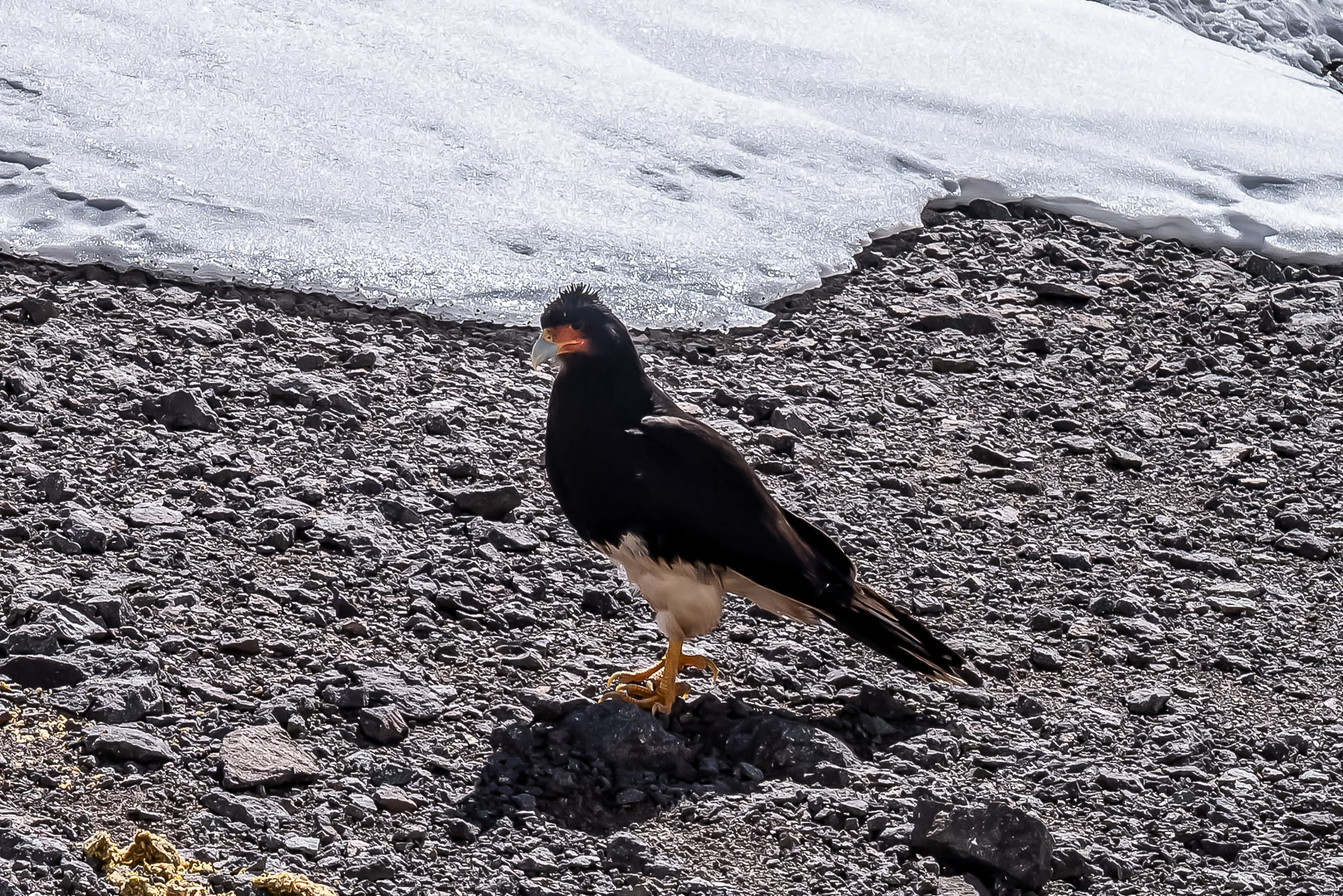 Der Schreihals im Hochlager