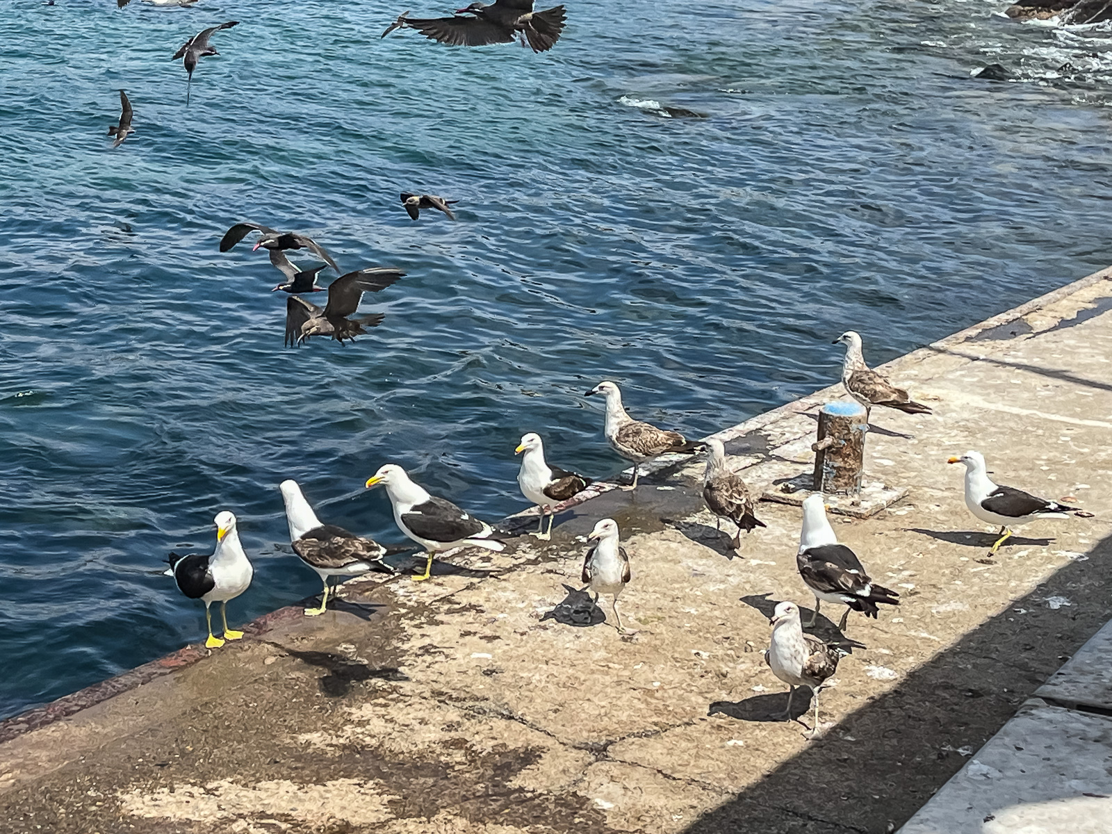 Die Möwen sind schon da.