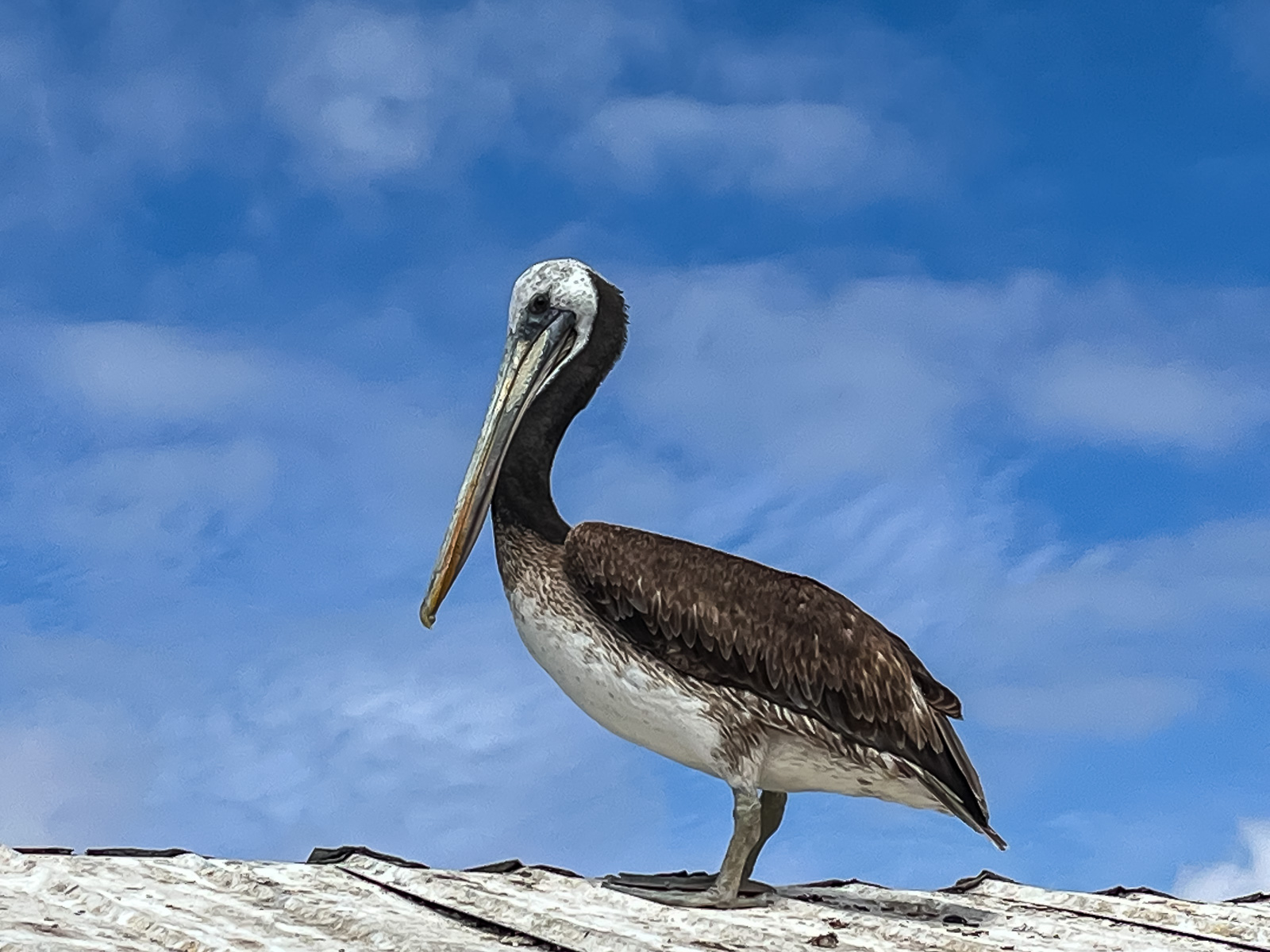 Ein Pelikan