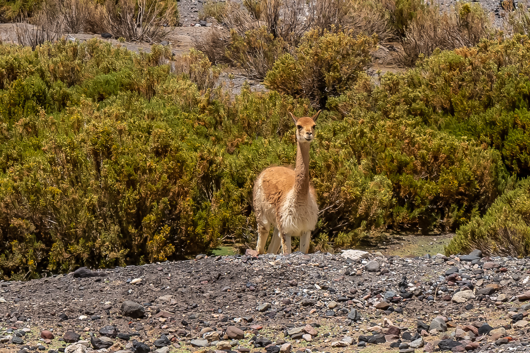 Sozusagen das wildlebende Alpaca